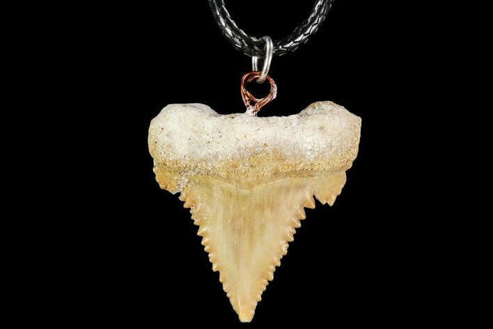 Fossil Shark (Palaeocarcharodon) Tooth Necklace -Morocco #110254